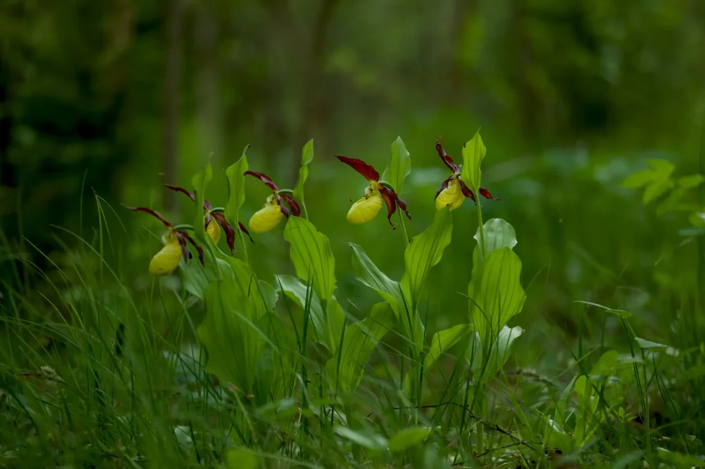 Finding Australian Rainforest Orchids in Their Natural Habitat