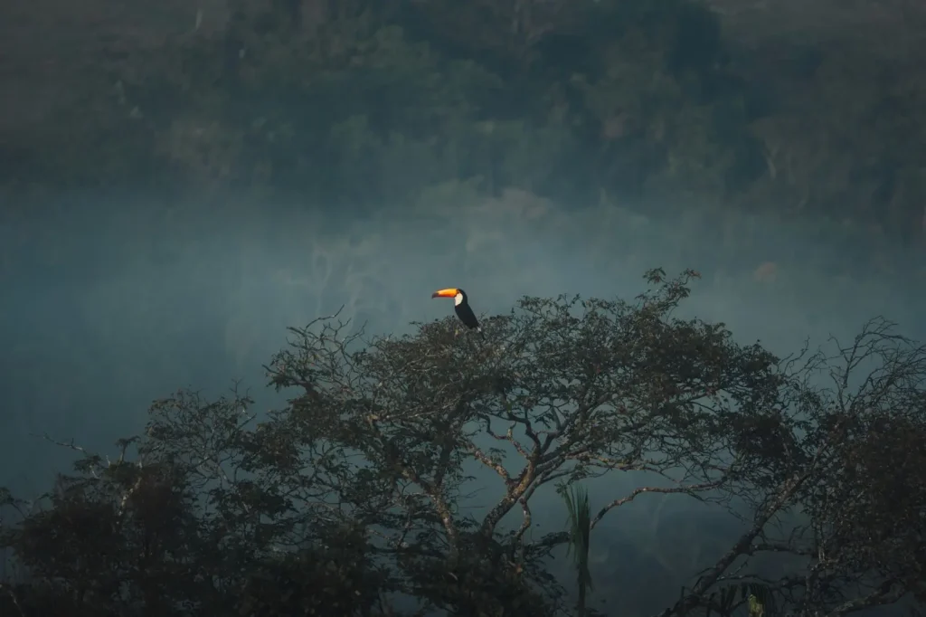 Hearing Rainforest Birds at Dawn: Where Sound Matters Most