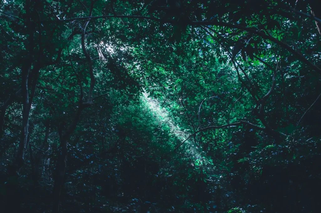 Where to Photograph Queensland's Rainforests