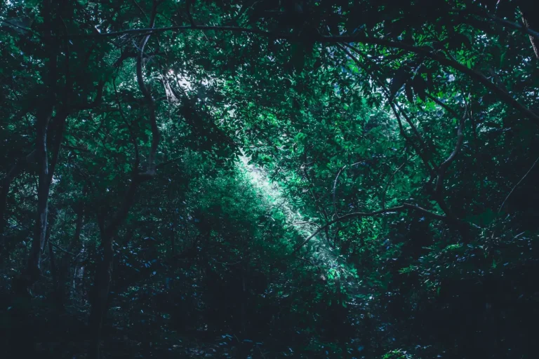 Where to Photograph Queensland's Rainforests
