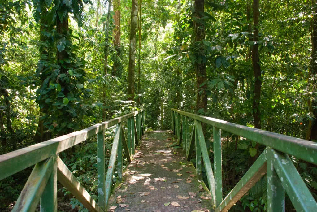Walking Lake Eacham's Rainforest Trails: What Actually Happens