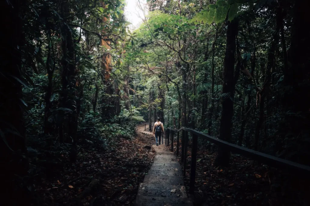 Walking Rainforests in the Wet Season