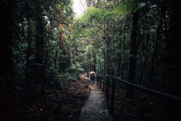 Walking Rainforests in the Wet Season Walking Rainforests in the Wet Season