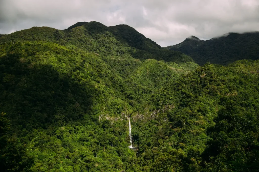 Rainforest Walks Near Gold Coast: What Actually Works