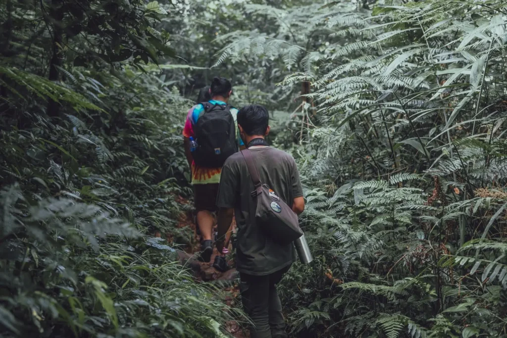 Rainforest Walking at Binna Burra: What the Trails Actually Demand