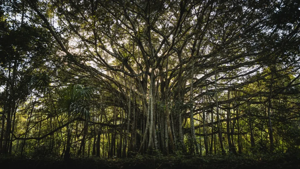 Rainforest Figs: The Quiet Anchor of Animal Life
