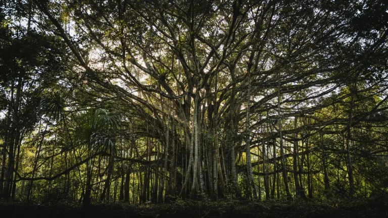 Rainforest Figs: The Quiet Anchor of Animal Life