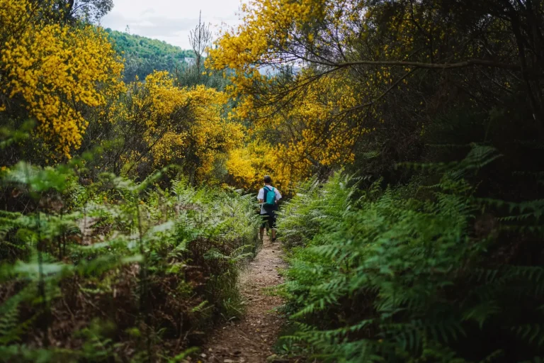 Forest Walking on Mount Lewis: What the Trail Actually Demands