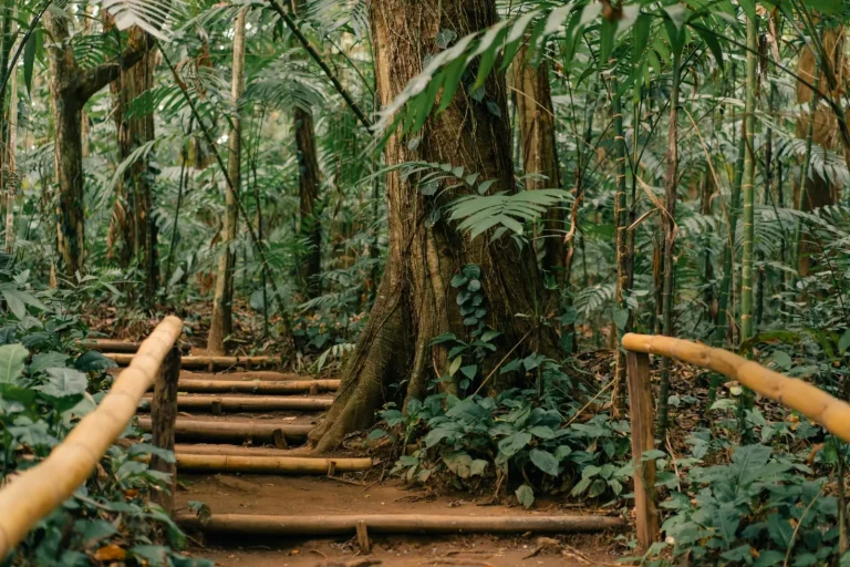 Forest Navigation in Border Ranges National Park