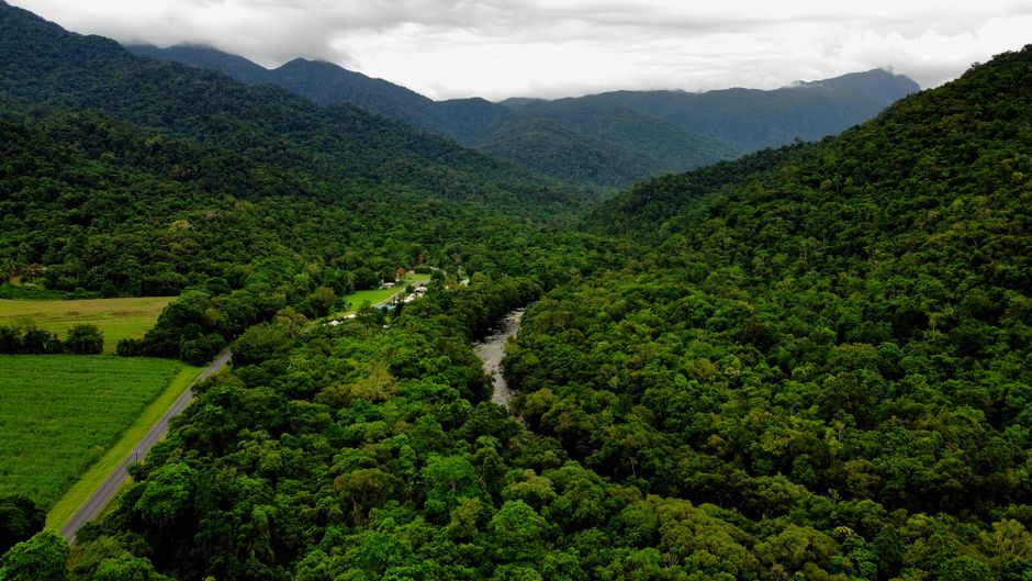 Far North Queensland's Rainforest: What the Landscape Actually Demands