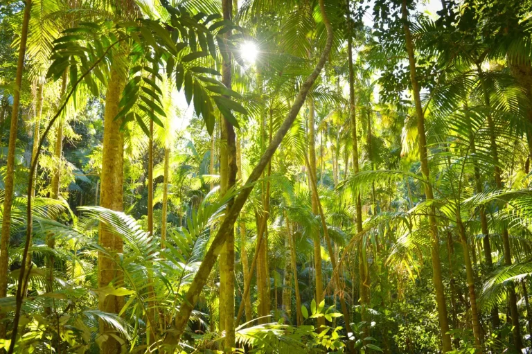 What You'll Actually Encounter with Australian Rainforest Snakes What You'll Actually Encounter with Australian Rainforest Snakes