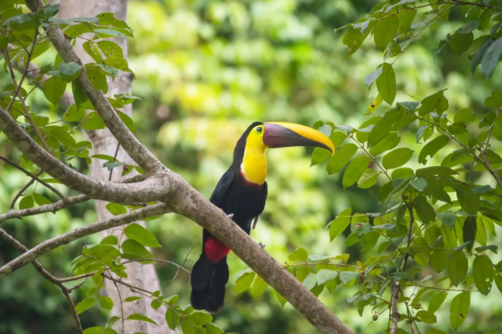 How Rainforest Birds Navigate Sound in Dense Vegetation