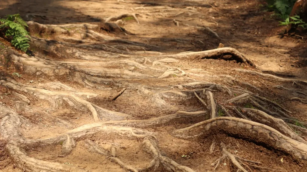 Walking Queen Mary Falls: What the Forest Actually Demands
