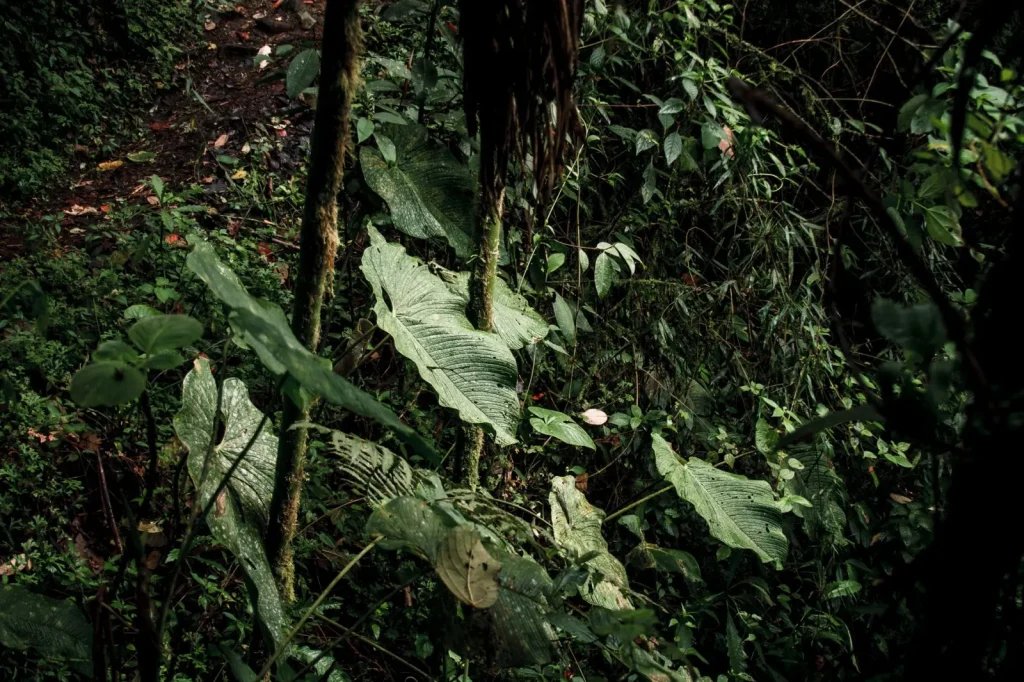 Leaf Litter: The Engine of Rainforest Survival