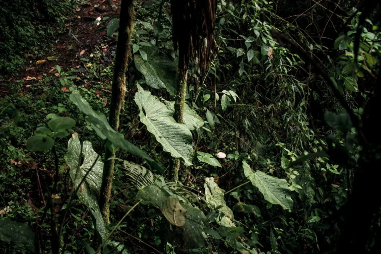 Leaf Litter: The Engine of Rainforest Survival