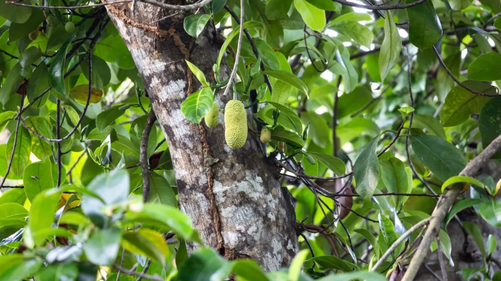Why Rainforest Trees Produce Fruit Year-Round