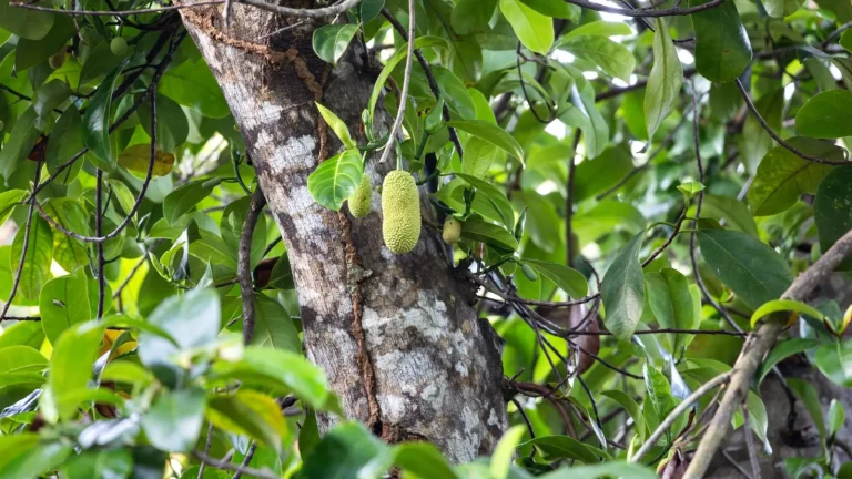 Why Rainforest Trees Produce Fruit Year-Round