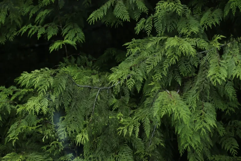 Ancient Conifers of Australian Rainforests