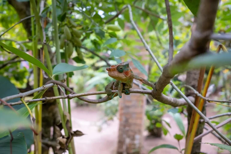 Rainforest Lizards of Tropical Queensland Rainforest Lizards of Tropical Queensland