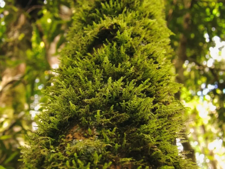 Where to Find Rainforest Palms in Australia