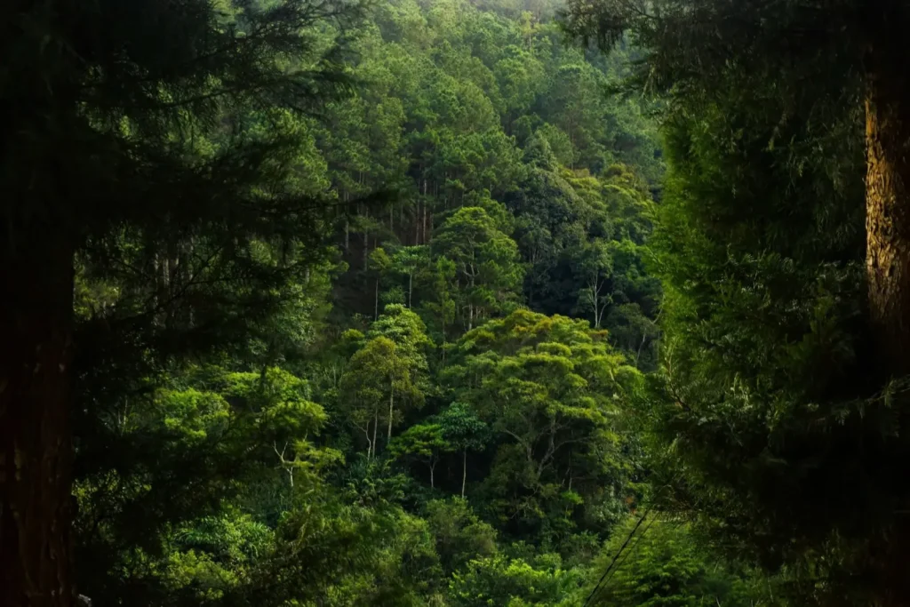 How Rainforest Animals Navigate Dense Canopy and Ground