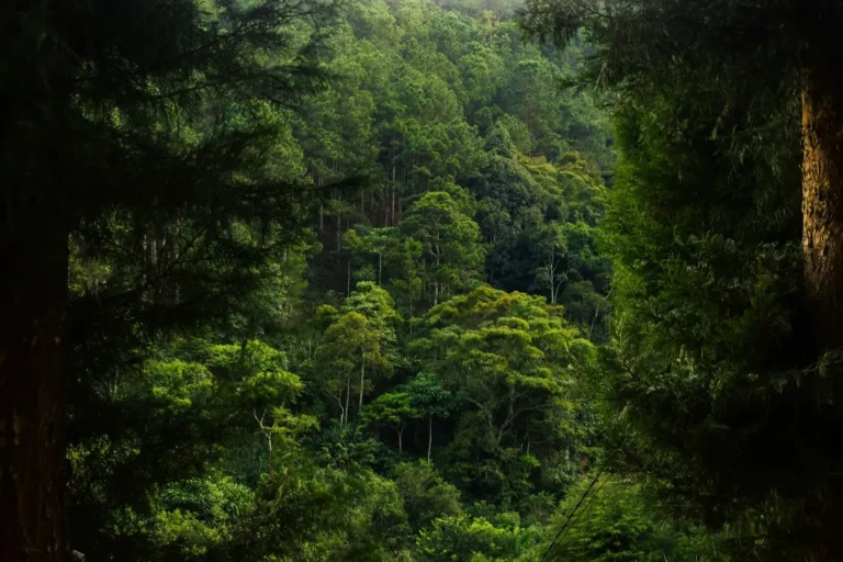 How Rainforest Animals Navigate Dense Canopy and Ground