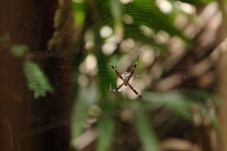 Rainforest Insects and the Systems They Hold Together