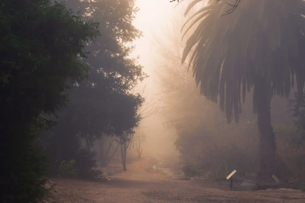 Quiet Rainforest Walks: Finding Solitude in Dense Trails