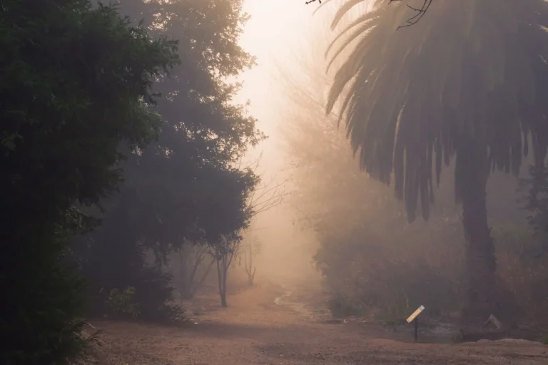 Quiet Rainforest Walks: Finding Solitude in Dense Trails