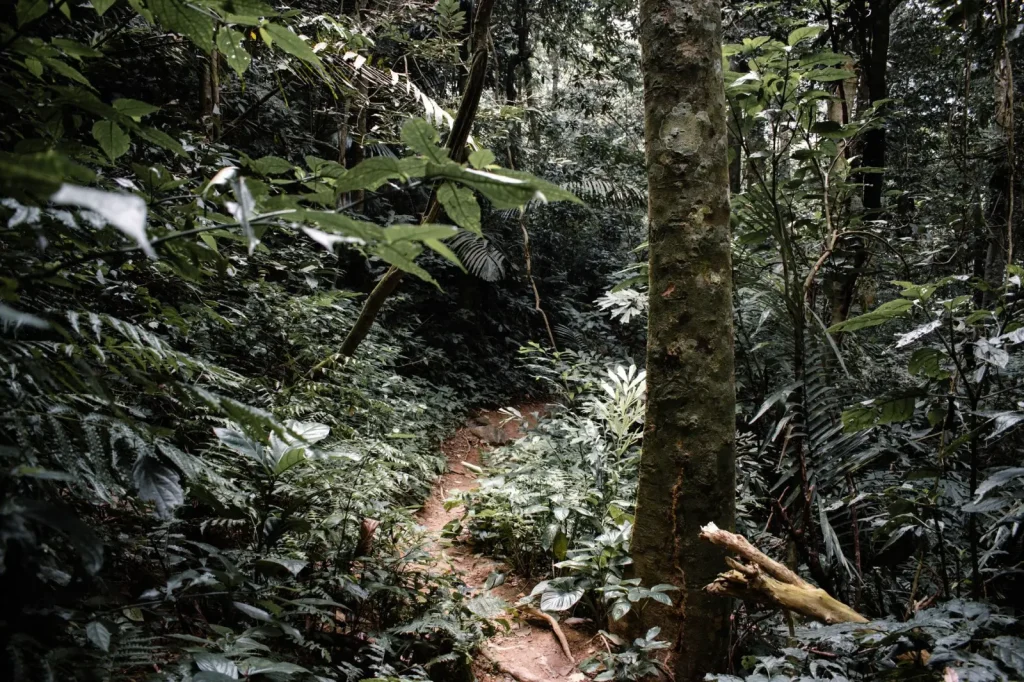 Walking Eungella's Forests: What the Park Actually Demands