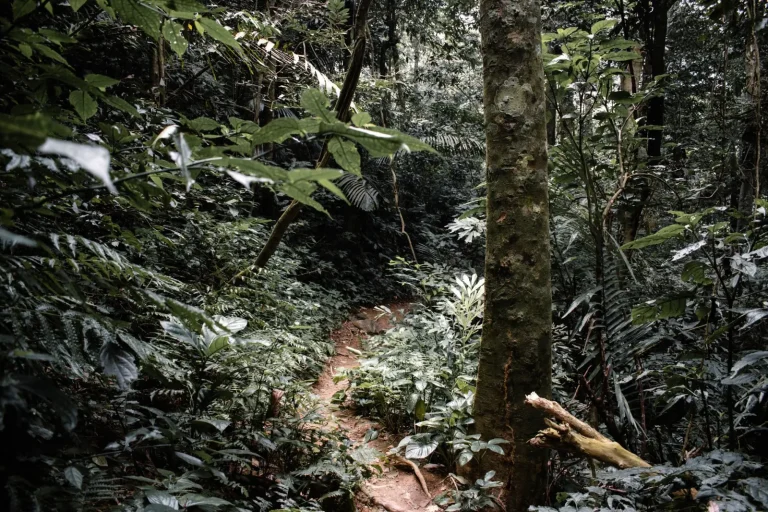 Walking Eungella's Forests: What the Park Actually Demands