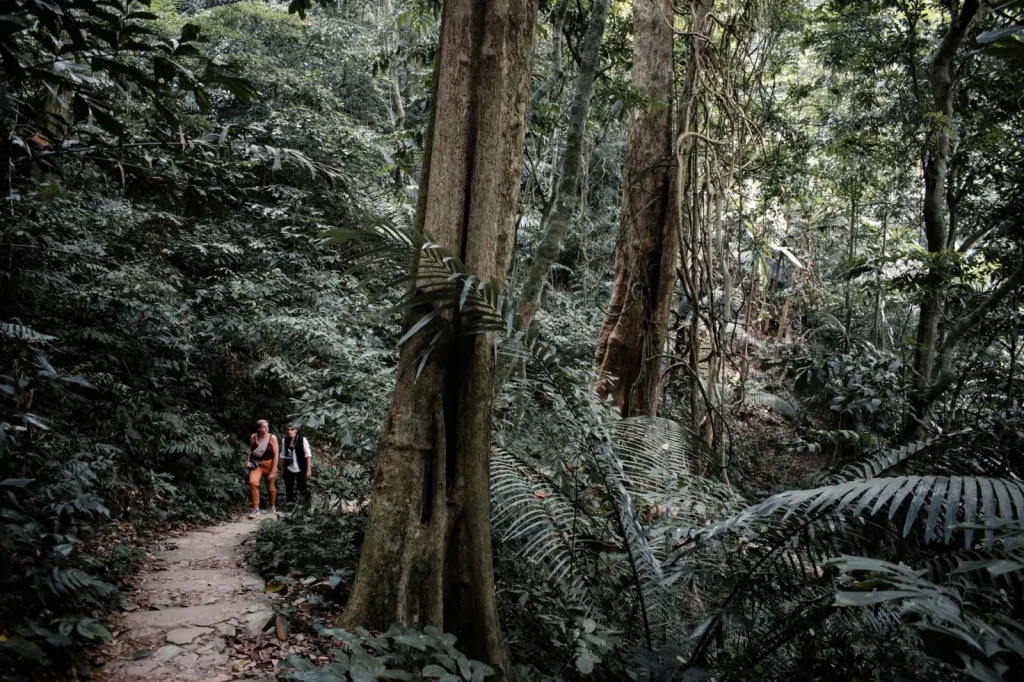 Walking the Atherton Tablelands: What the Forest Actually Demands