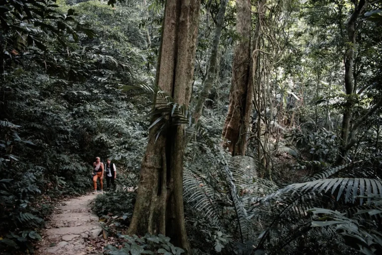 Walking the Atherton Tablelands: What the Forest Actually Demands