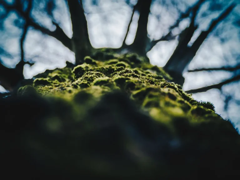 How Rainforest Mosses Capture and Store Water How Rainforest Mosses Capture and Store Water