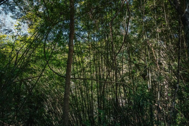 Walking Nightcap National Park's Forests: What the Trail Reveals