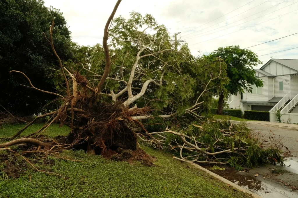 How Cyclones Reshape Tropical Rainforests