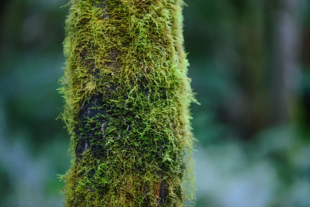Walking Through Tasmania's Moss Forests