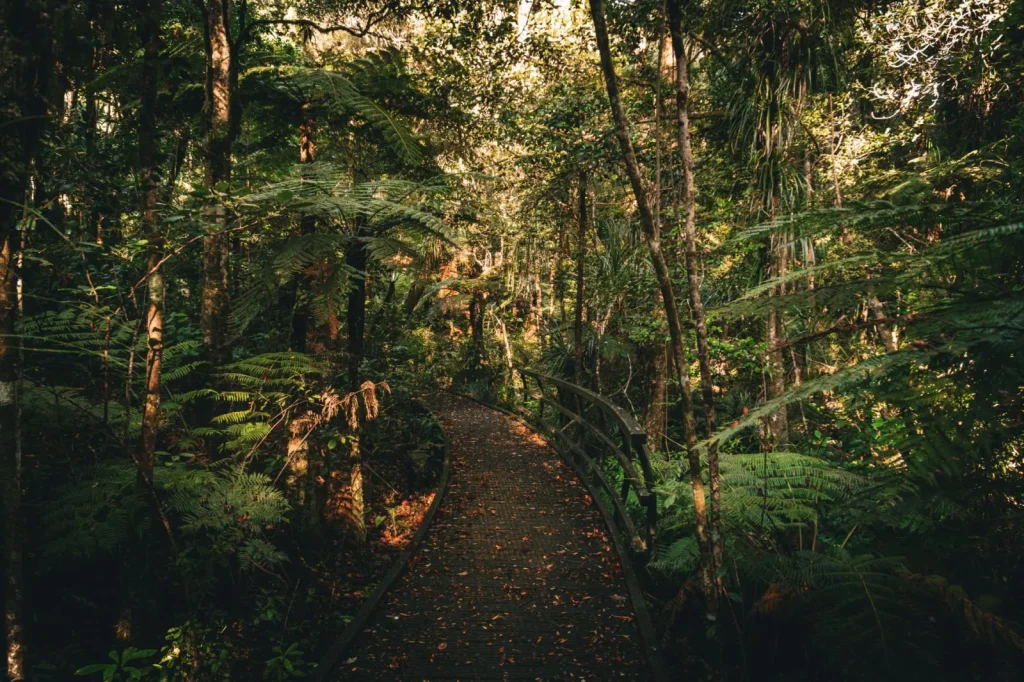 Walking the Nandroya Forest: What the Falls Don't Show You