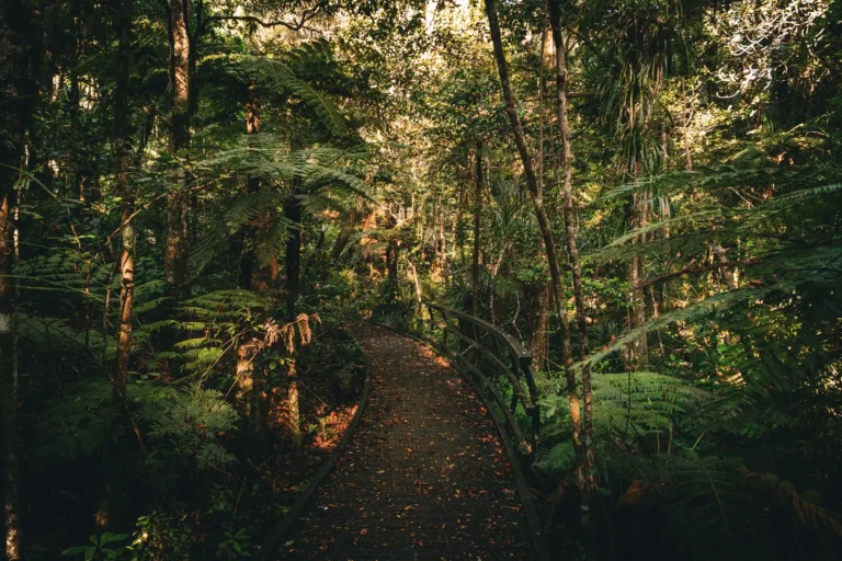 Walking the Nandroya Forest: What the Falls Don't Show You
