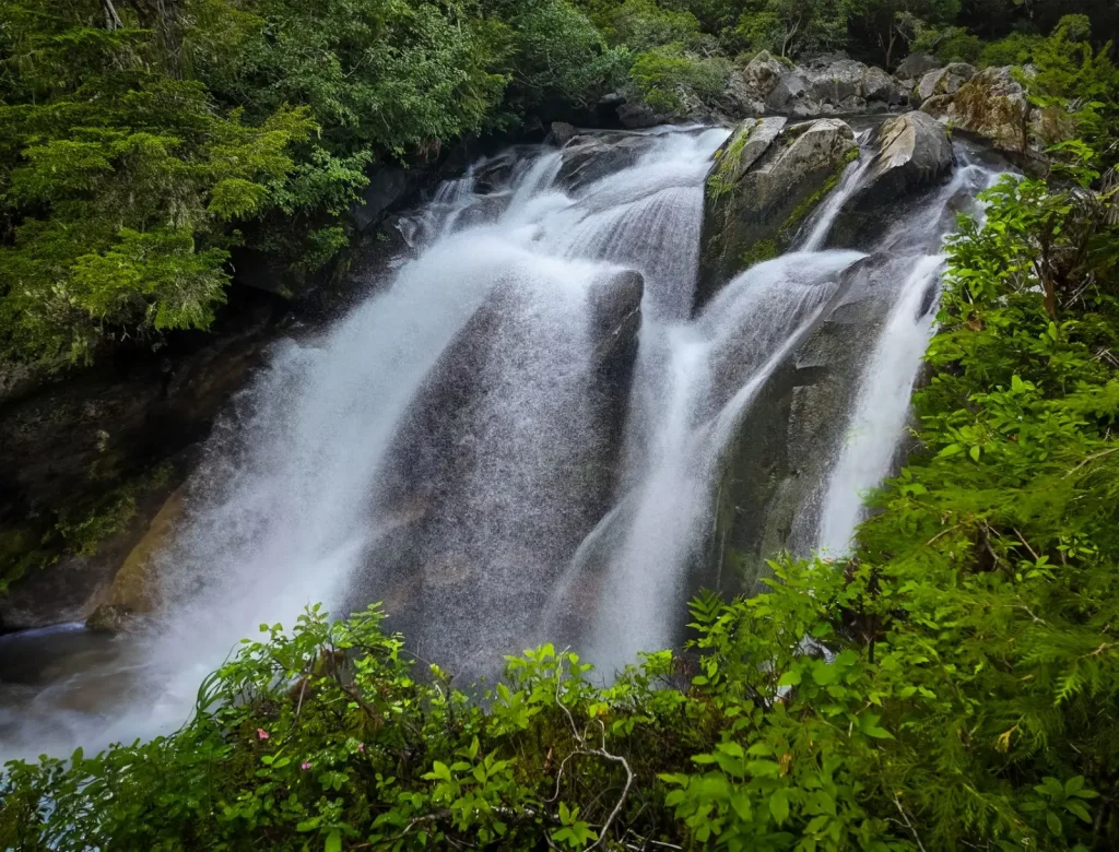 Rainforest Walks Near Byron Bay Worth Your Time