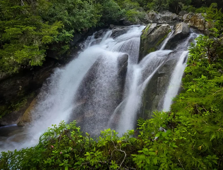 Rainforest Walks Near Byron Bay Worth Your Time