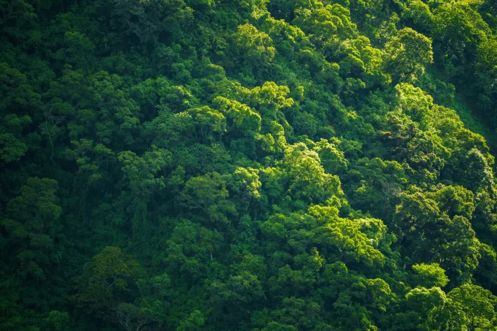 Navigating Tully Gorge's Forest Terrain