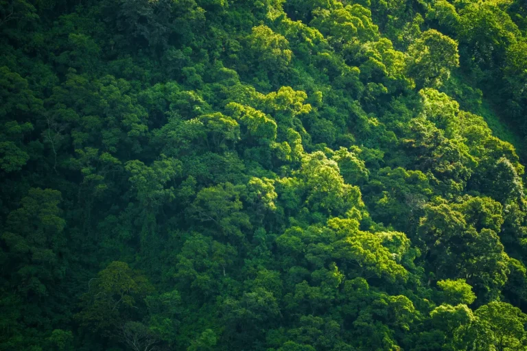 Navigating Tully Gorge's Forest Terrain