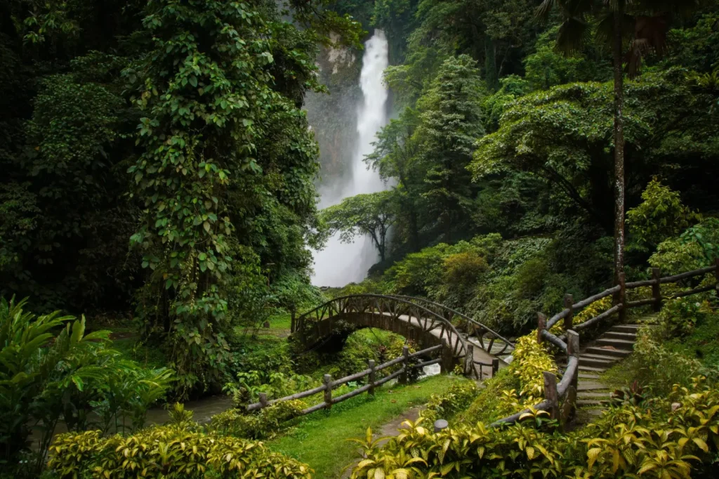 Forest Trails Around Ellinjaa Falls: What to Expect