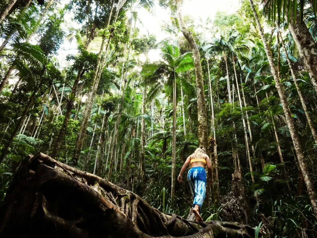 Wildlife in Cape Tribulation's Rainforest: What You'll Actually Encounter