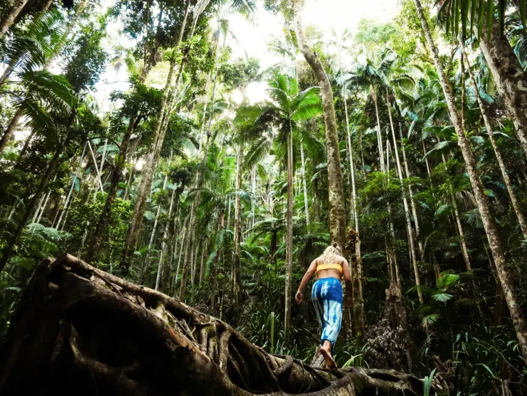 Wildlife in Cape Tribulation's Rainforest: What You'll Actually Encounter