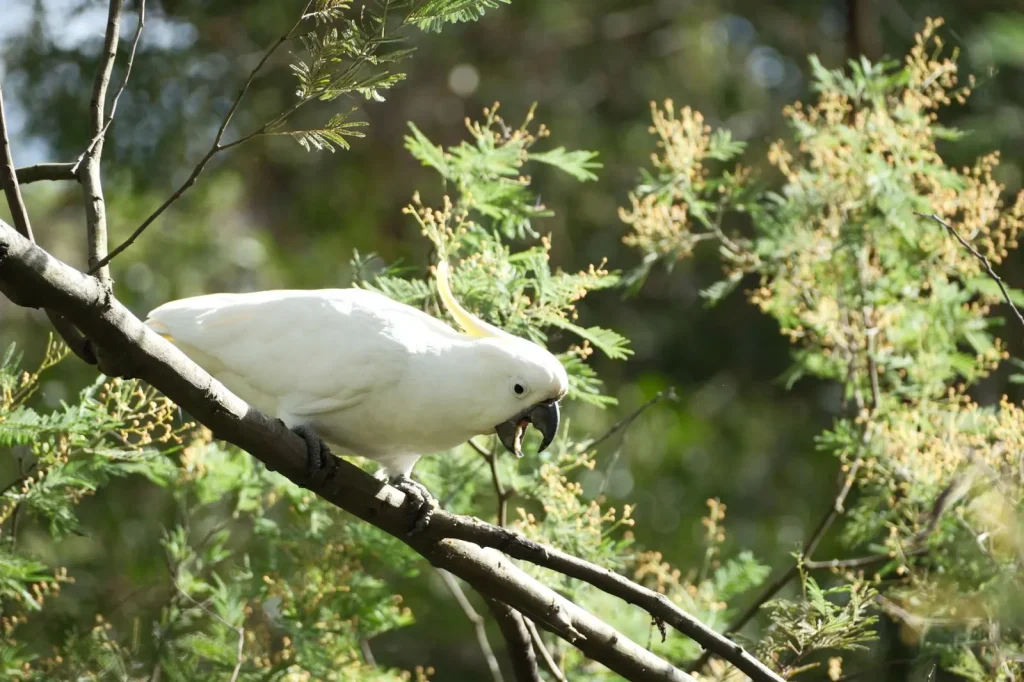 Rainforest Pigeons and Fruit Doves of Australia