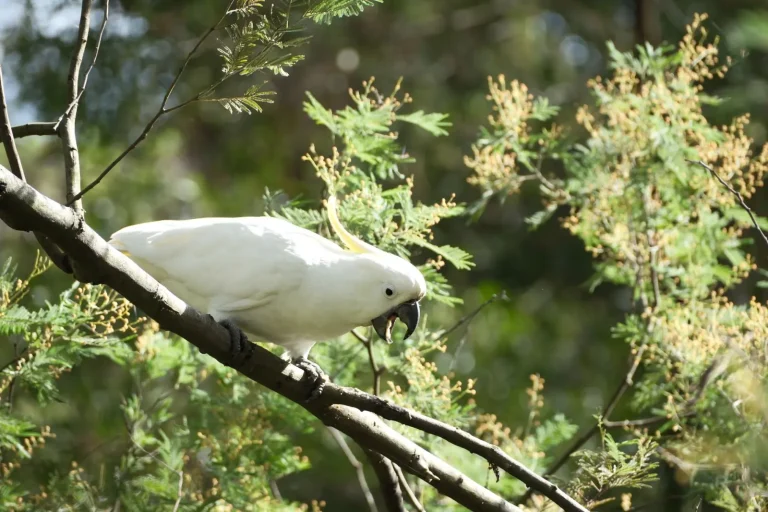 Rainforest Pigeons and Fruit Doves of Australia
