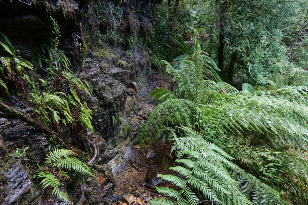 Rainforest Pockets Hidden in Eucalypt Country