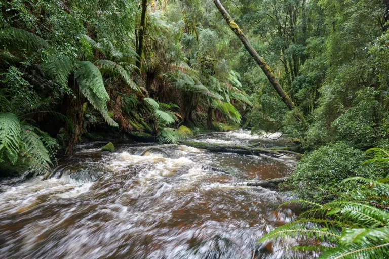 Tasmania's Rainforests: Living Relics of Ancient Gondwana